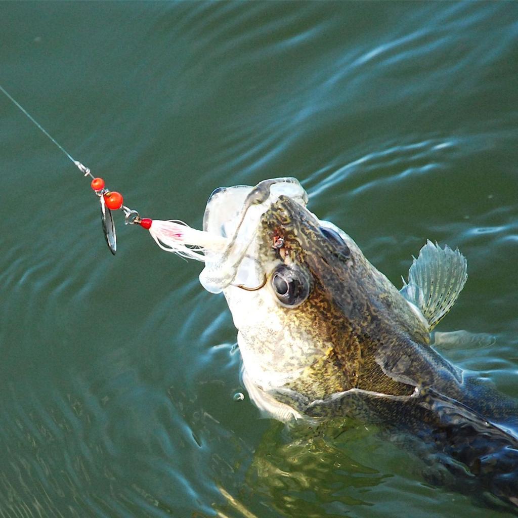 Myhre Keeping Minnows Alive Worth Extra Steps Outdoors