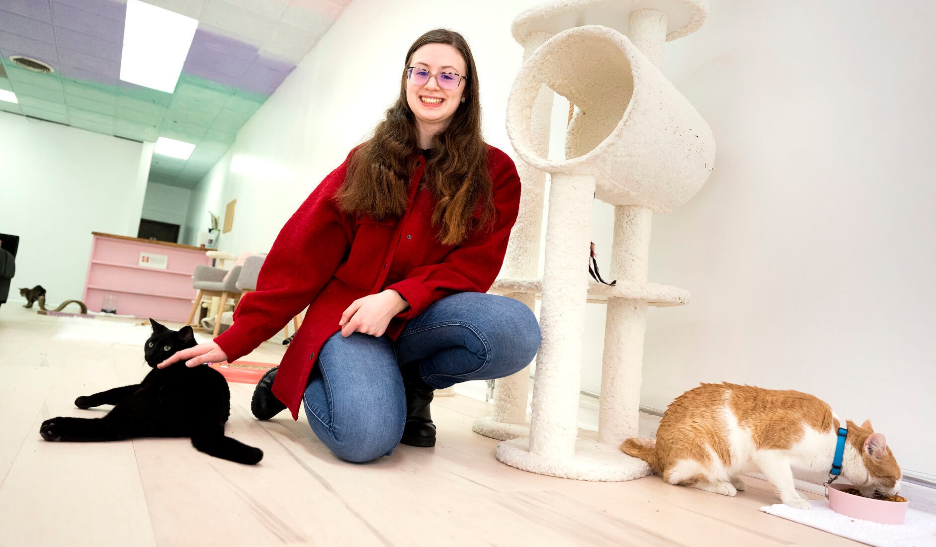 Cats now in residence at Sioux City's inaugural cat caf