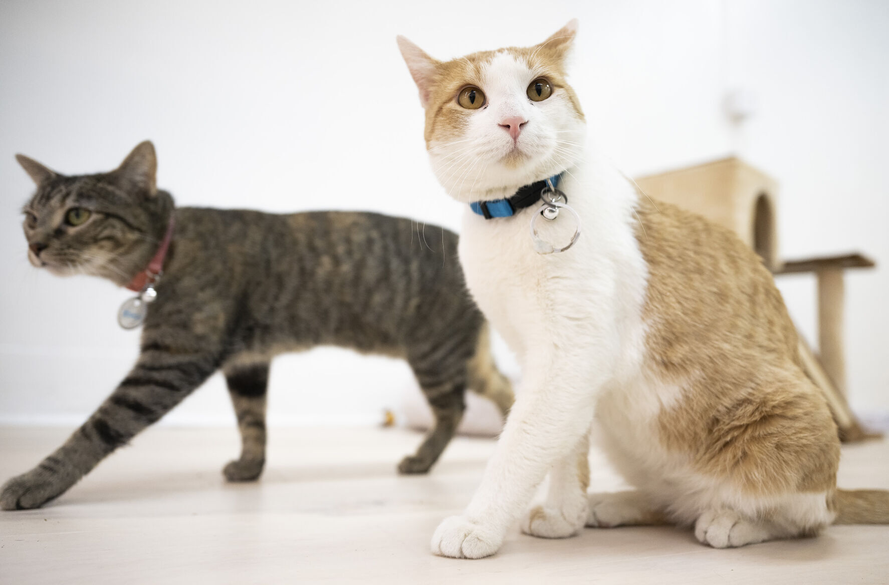 Cats now taking residence at Sioux City's first cat café