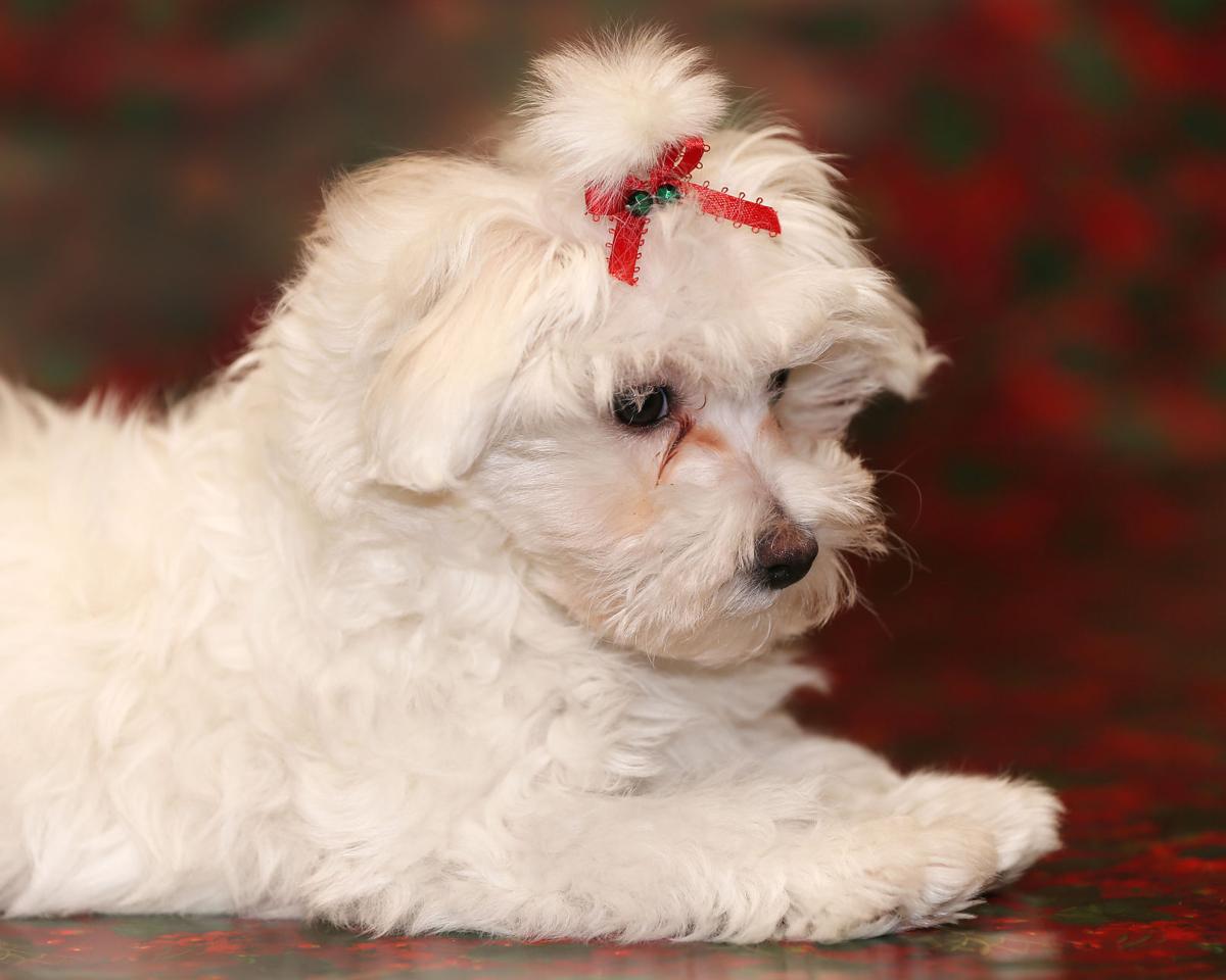 Aspen, the 2016 Little Yellow Dog