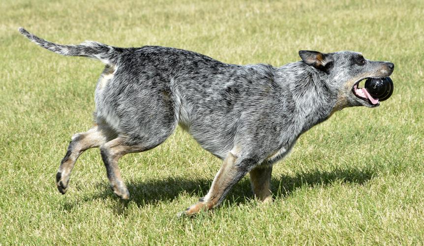 Dog Socialization