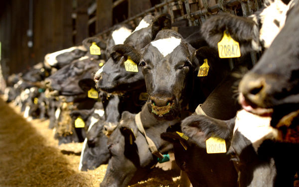 Plymouth Dairy