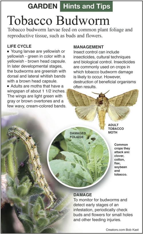 Insect causes for lacking flowers | Siouxland Properties