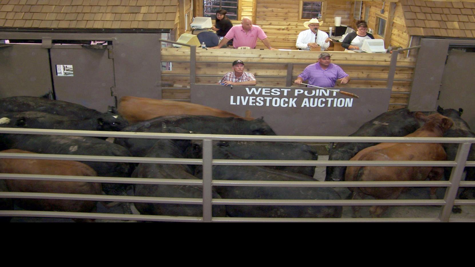 Livestock Barn Breeds Rich Area Tradition Local Business