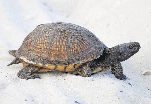 Outdoor Friends: A turtle of the woodlands