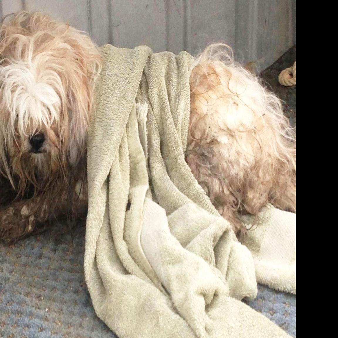 Iowa Nebraska Among Top Five Worst Puppy Mill States Kuester Siouxcityjournal Com Последние твиты от forever country puppies (@puppiescountry). top five worst puppy mill states