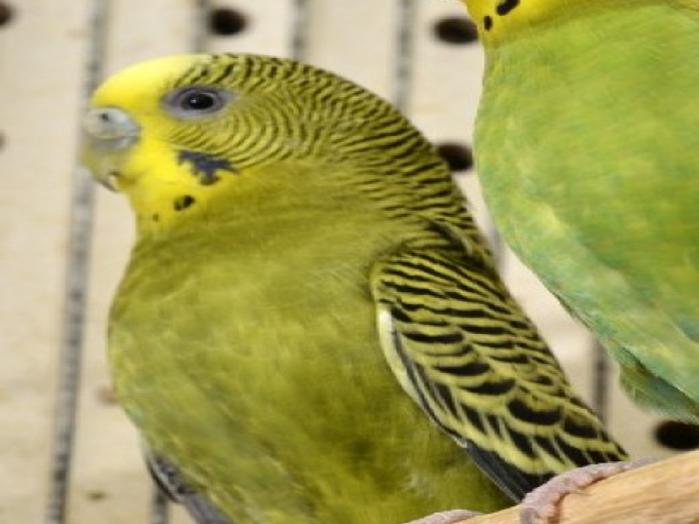 Pets That Are For The Birds Local Lifestyles Siouxcityjournal Com