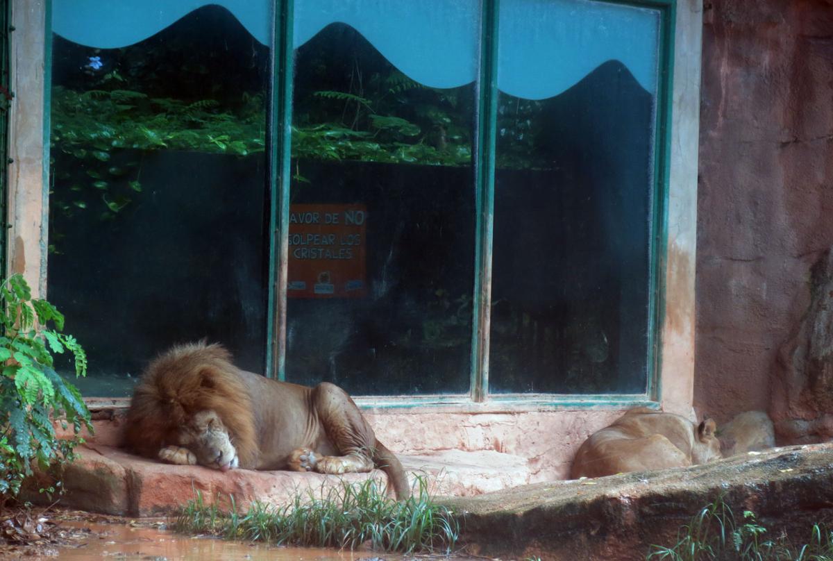 Photos Economic crisis hits Puerto Rico's only zoo World