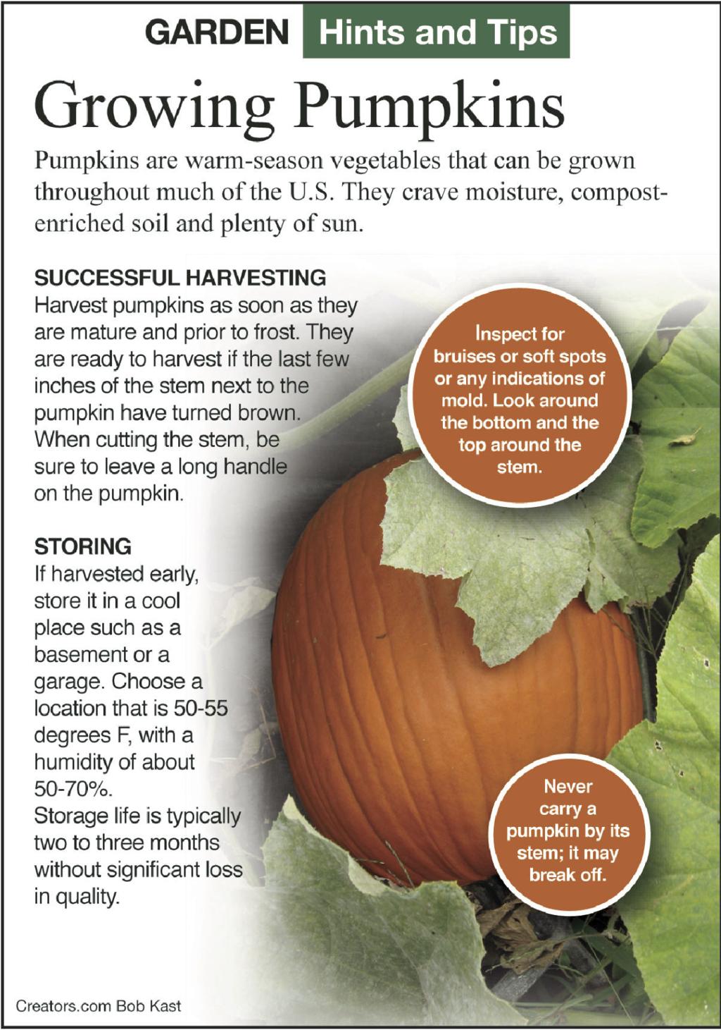 Check The Seed Package Before Growing Pumpkins Siouxland Homes Siouxcityjournal Com