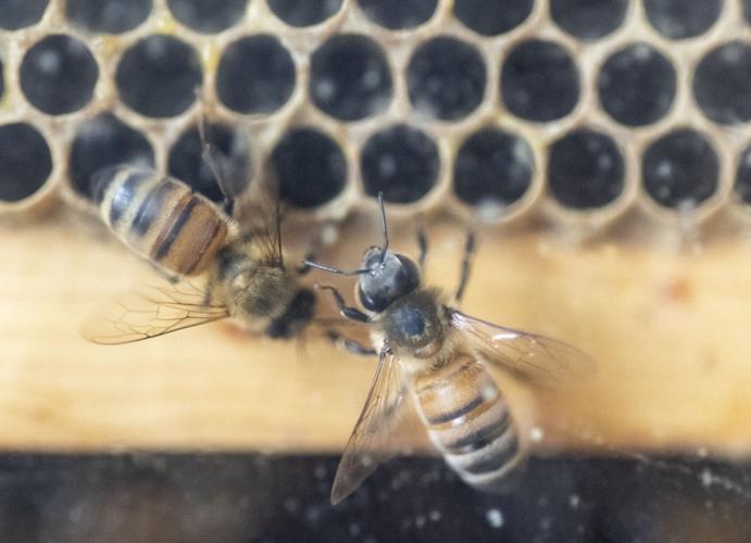 Dickinson County Nature Center bee exhibit