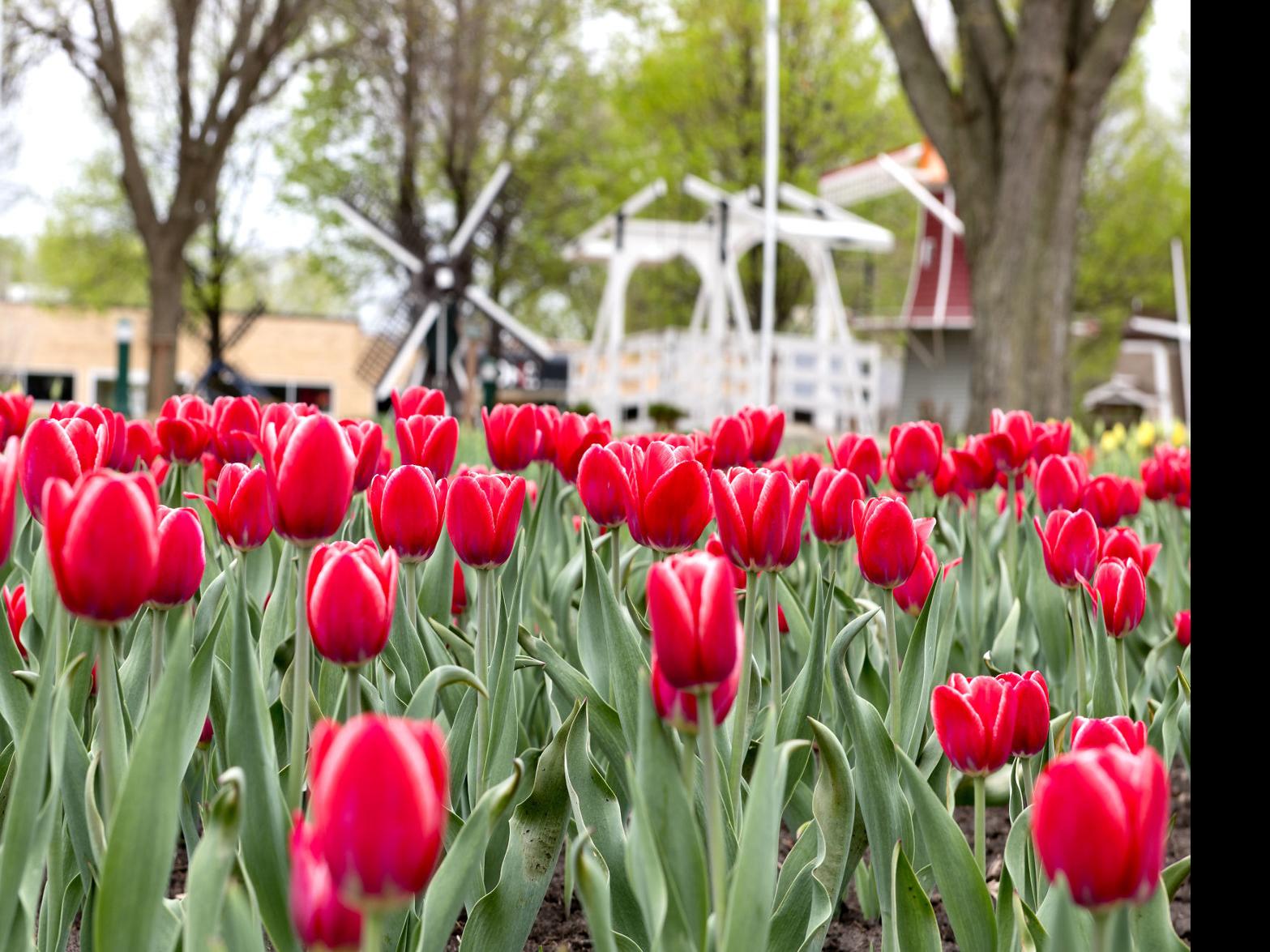 Orange City Braces For Possibility Of Tourists Even With Tulip Festival Canceled Local Business Siouxcityjournal Com See more ideas about orange city, northwestern college, iowa. tulip festival canceled