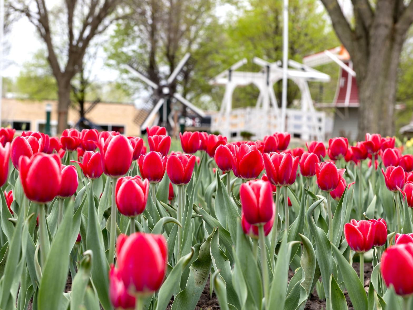 Orange City Braces For Possibility Of Tourists Even With Tulip Festival Canceled Local Business Siouxcityjournal Com Tulip Festival Orange City 2022