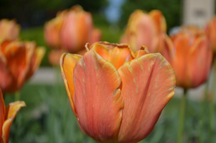OCtulipp3