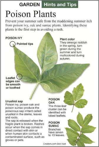 How to Identify Poison Ivy [Illustrated Guide] – Greenbelly Meals