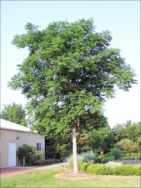 A Northwest Iowa guide to shade trees for the lawn Siouxland Life