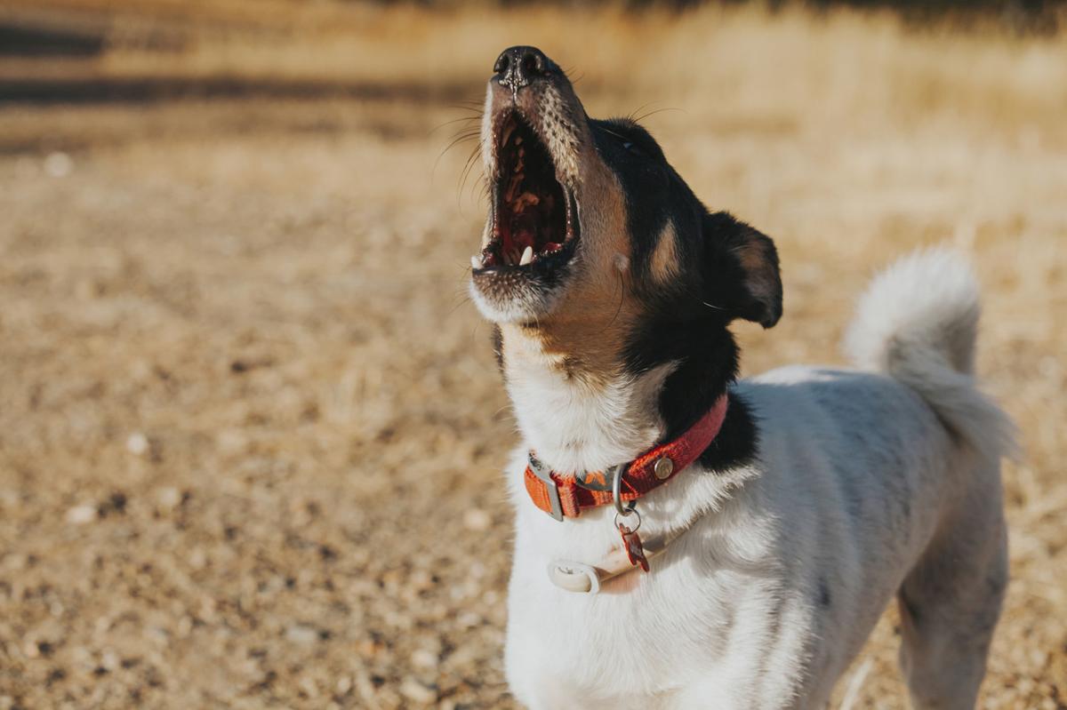 does howling hurt dogs ears