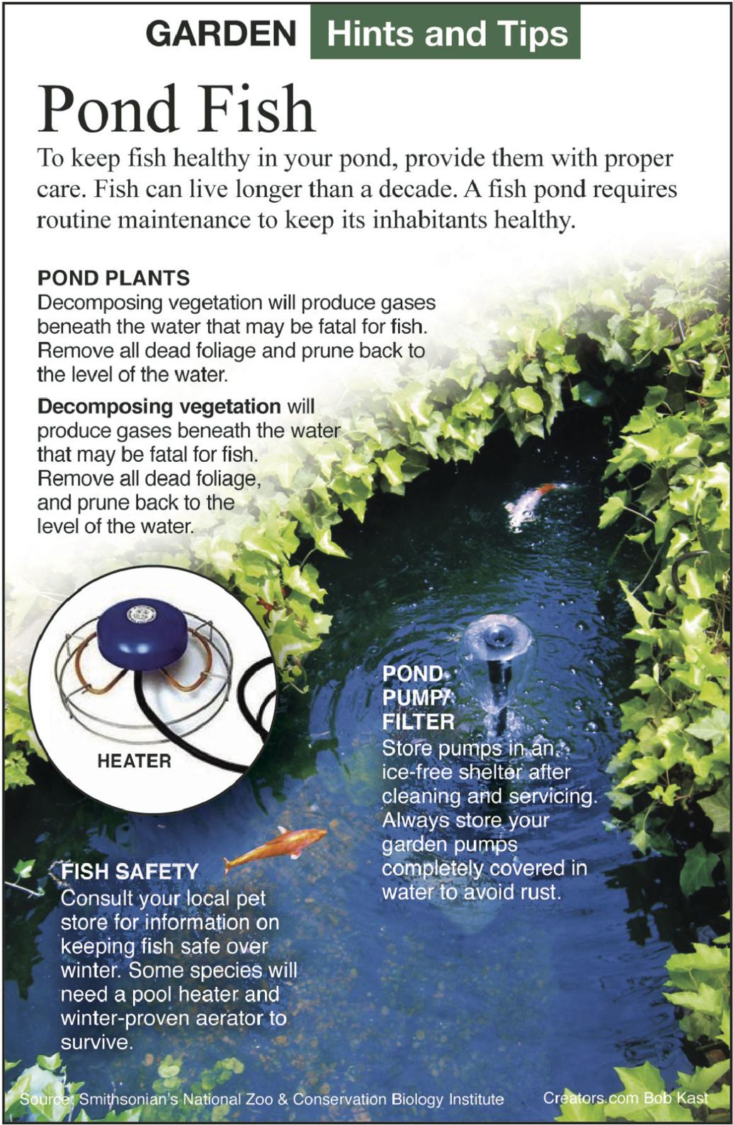 Many potential causes exist for koi pond fish kill