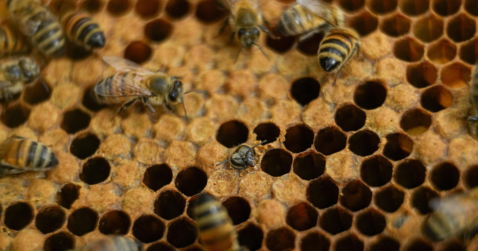 Nearly half of US honeybee colonies died last year - Vimarsana News