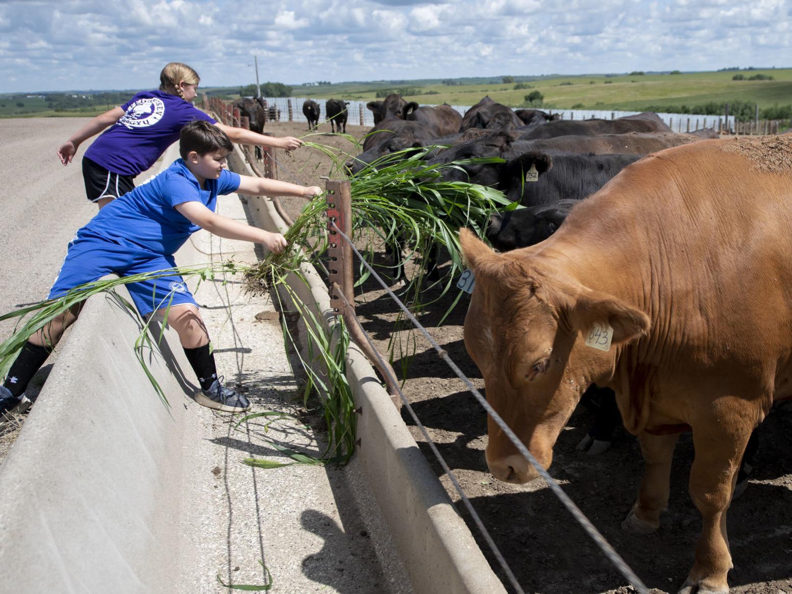 pic American Wagyu Beef Cattle For Sale wagyu cattle farmers in anthon iowa