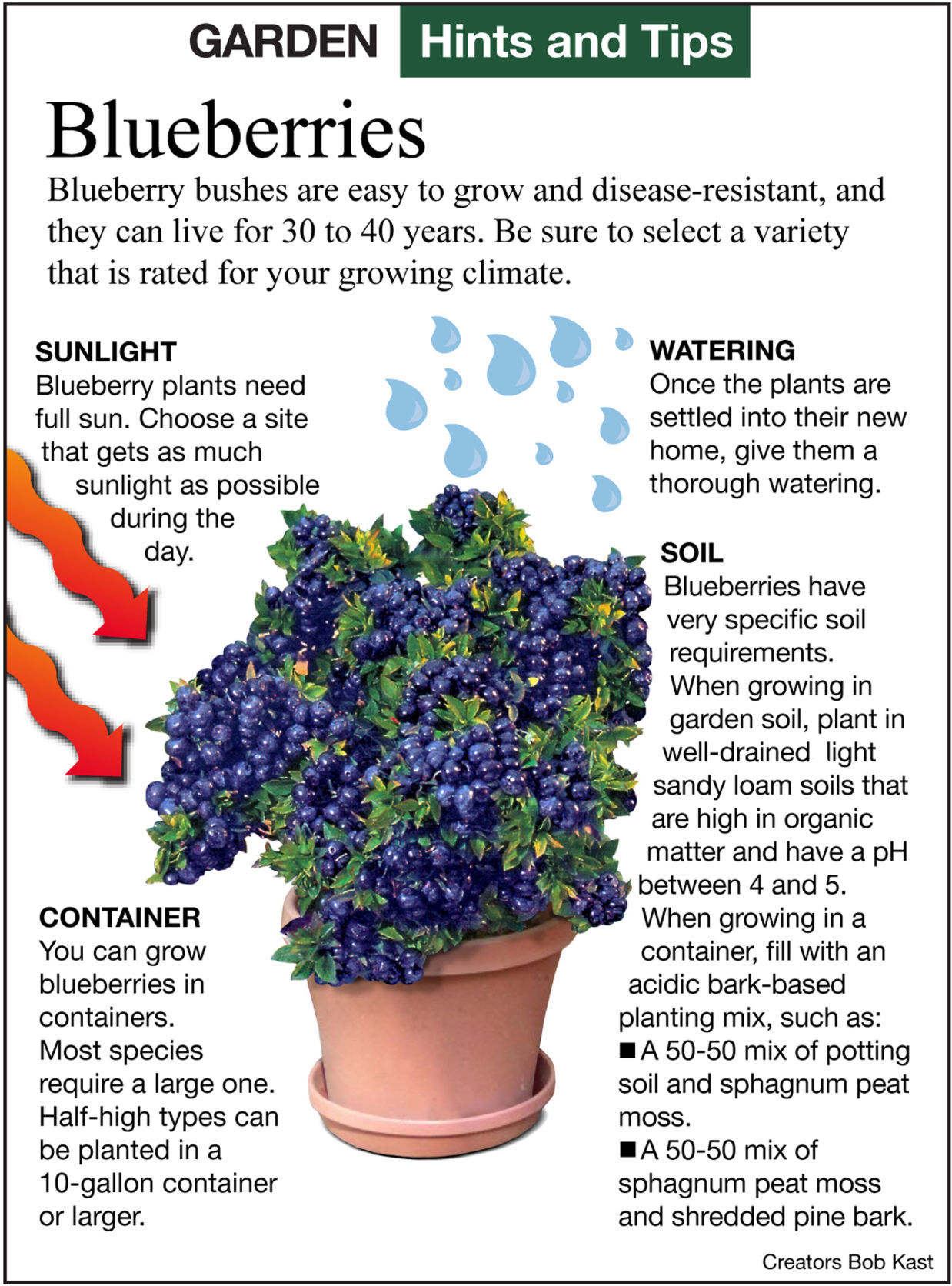 growing blueberries under lights