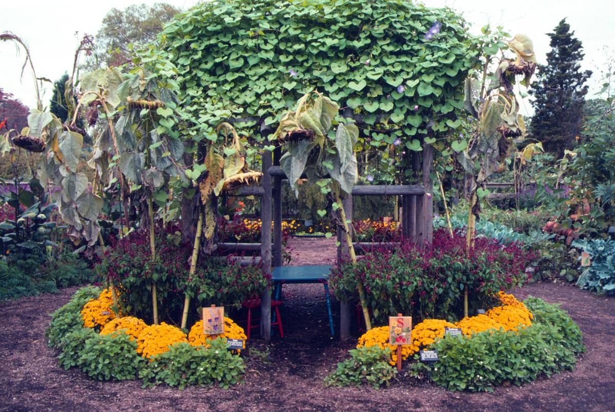 Featured image of post Morning Glory Flower Arch : Although the morning glory flower is most frequently used as a decoration for fences, arches and trellises, they also have a wide variety of other fascinating applications.