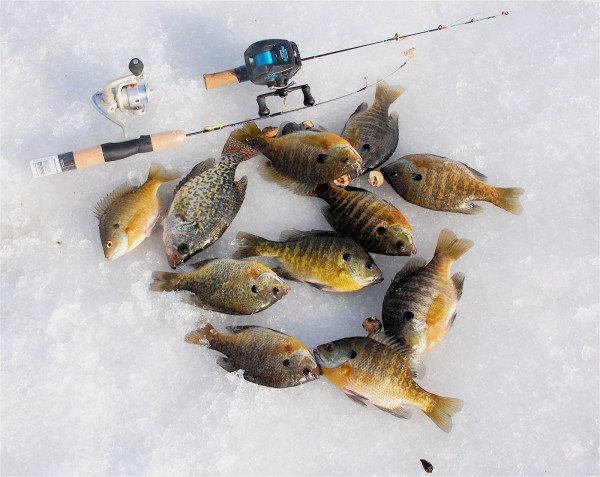 Here's how to fish live bait in winter