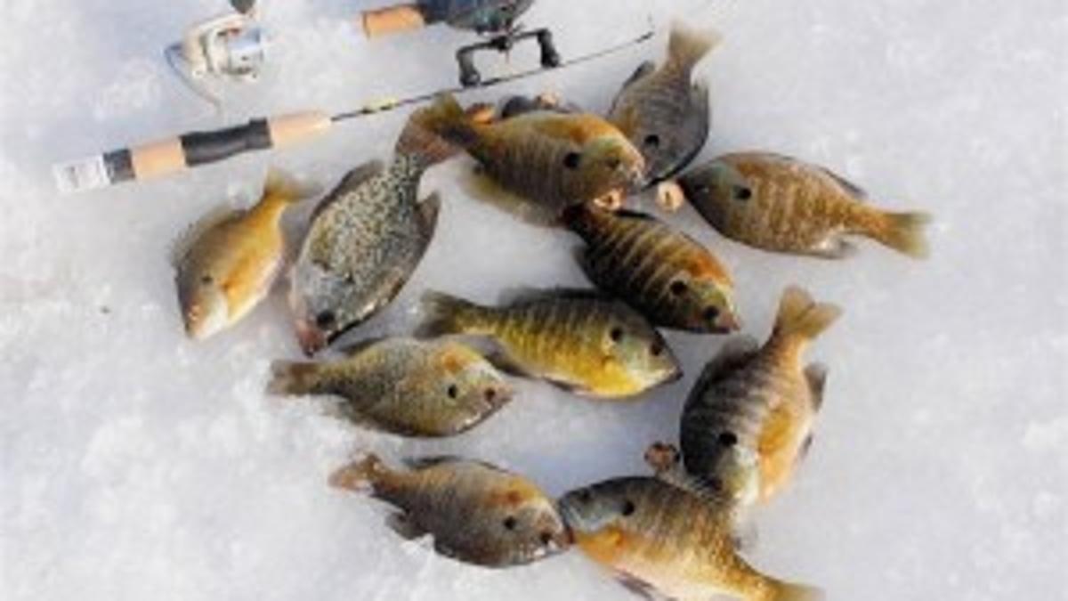 Here S How To Fish Live Bait In Winter Outdoors