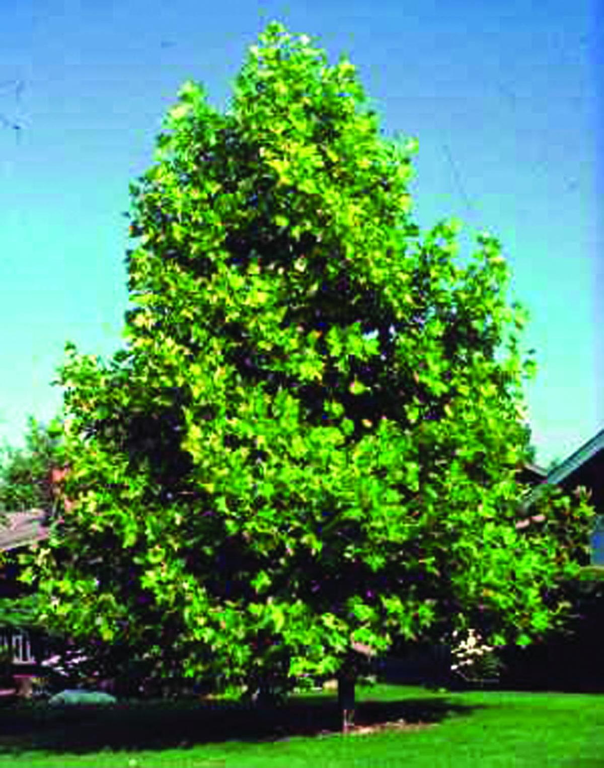 Tree distribution program set for Oct. 1 | Advertorial | siouxcityjournal.com1200 x 1524