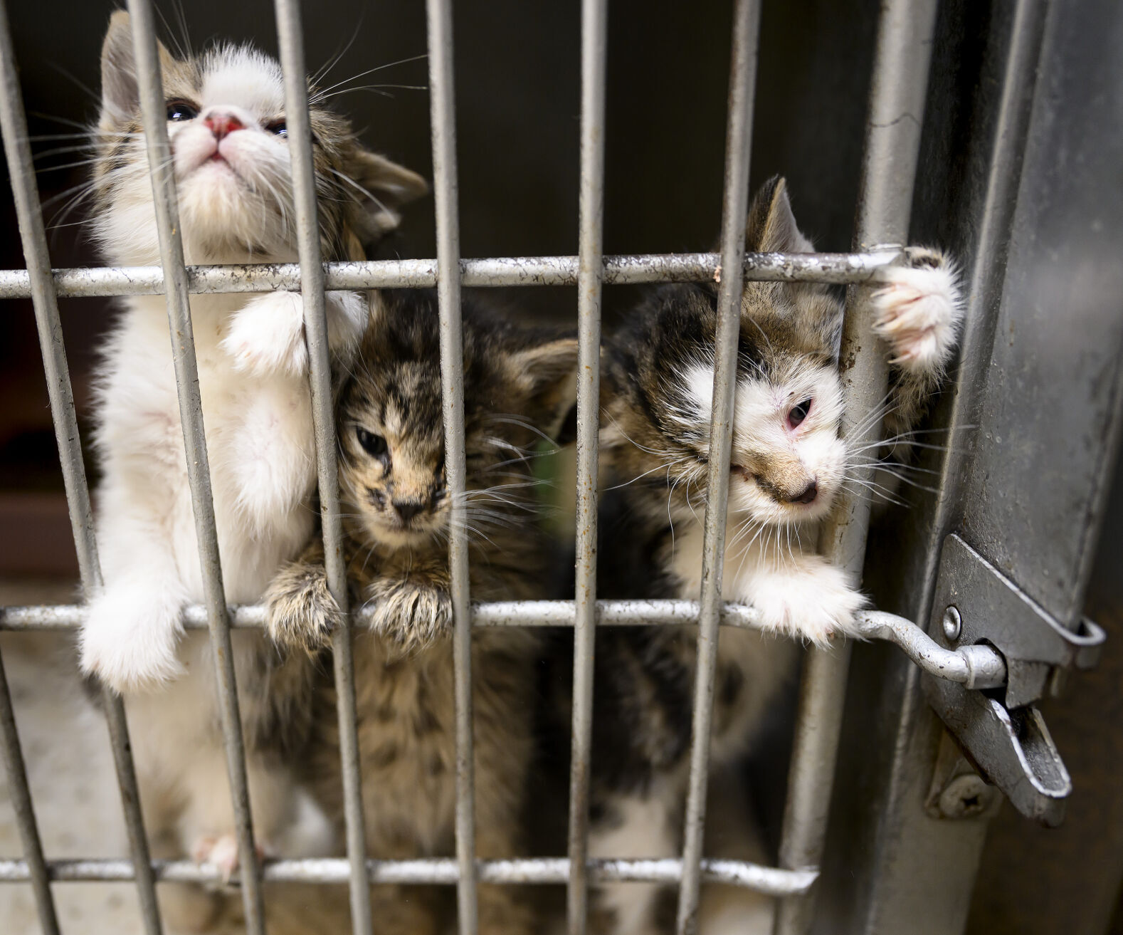 Hopes for Storm Lake's first animal shelter unleashed - Vimarsana News