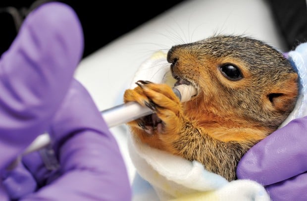 Expert: Use caution when aiding sick or injured wild animals | Local ...