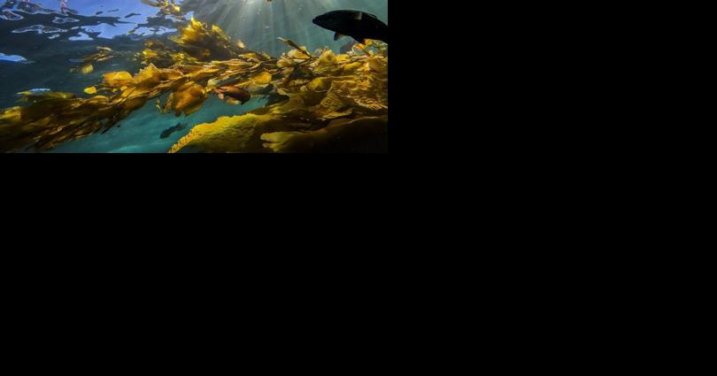 As heat waves grip Pacific, what happens to ocean life? - Vimarsana News