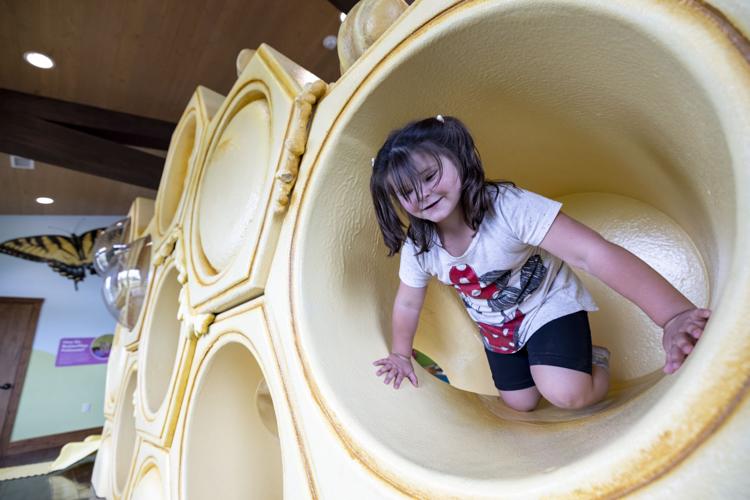 Dickinson County Nature Center bee exhibit