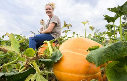 Jefferson, S.D. pumpkin patches reporting good 2023 crop - Vimarsana News