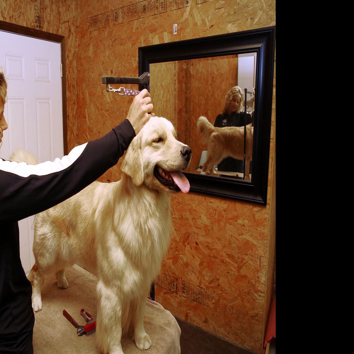 Moville Woman Breeds Trains And Shows Golden Retriever Line Siouxland Life Siouxcityjournal Com