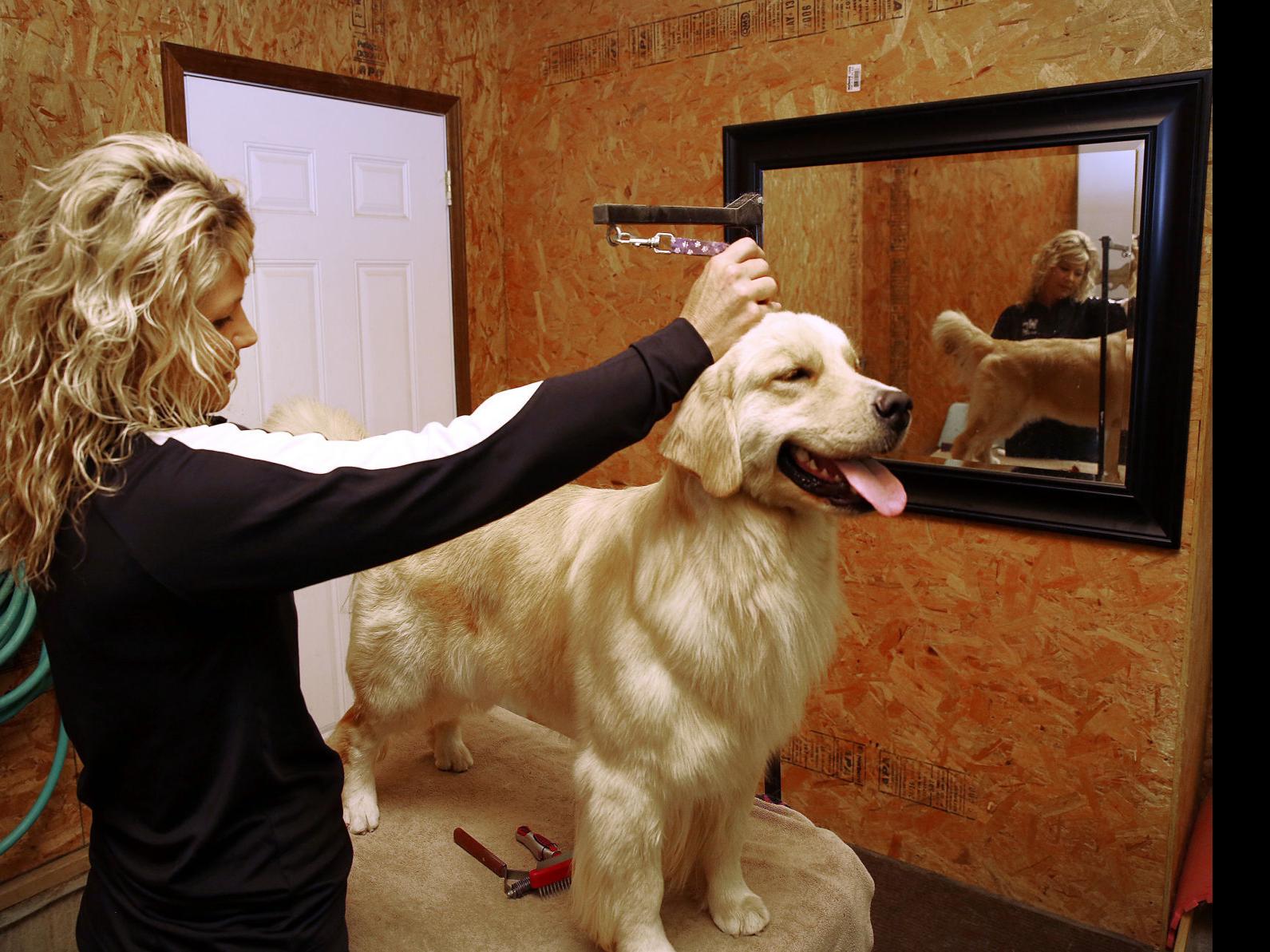 Moville Woman Breeds Trains And Shows Golden Retriever Line Siouxland Life Siouxcityjournal Com