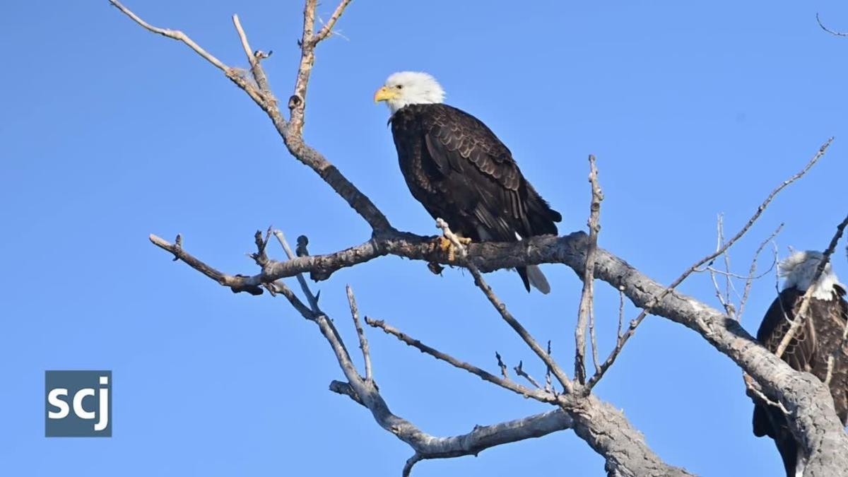 Bald Eagle - Lewis - World Bird Sanctuary