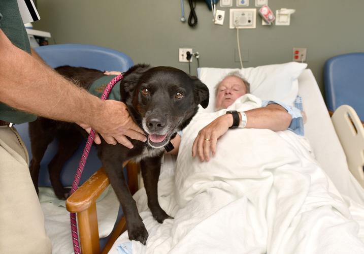 Comfort dog