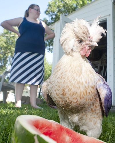 Backyard Chickens