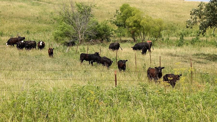 Summer rain helping Northwest Iowa pasture land recover Local