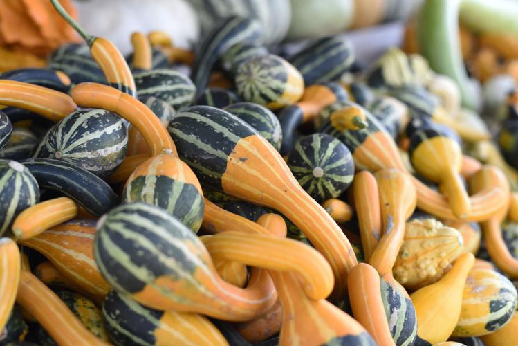 PumpkinPatch_6.jpg