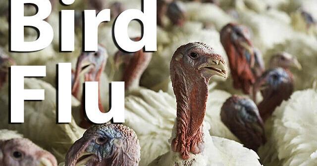 Bird flu detected in commercial turkey flock in Sac County