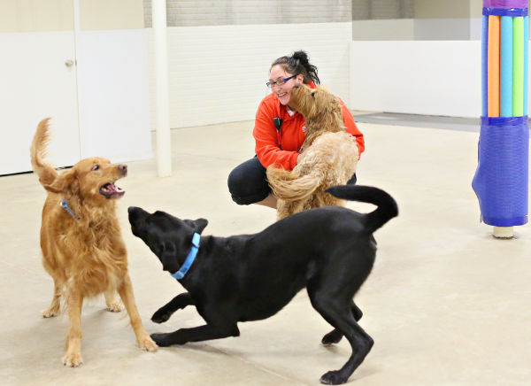 duke's pampered pets