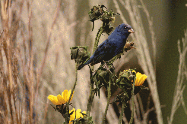 Blue Bird
