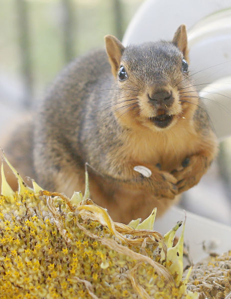 Squirrel Eats Sunflower Seeds