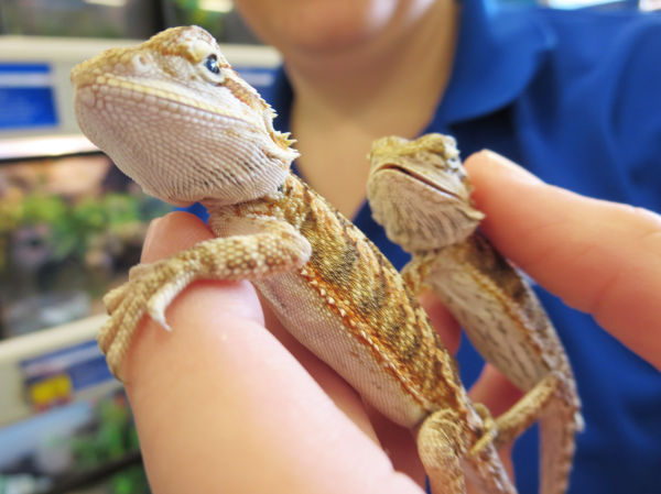 Choosing A First Pet For Kids Requires Careful Consideration