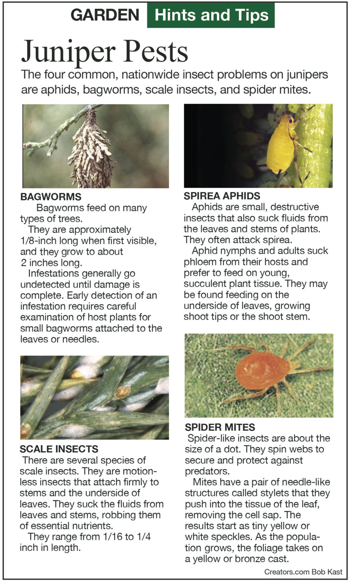 Pests that cause disease in juniper trees