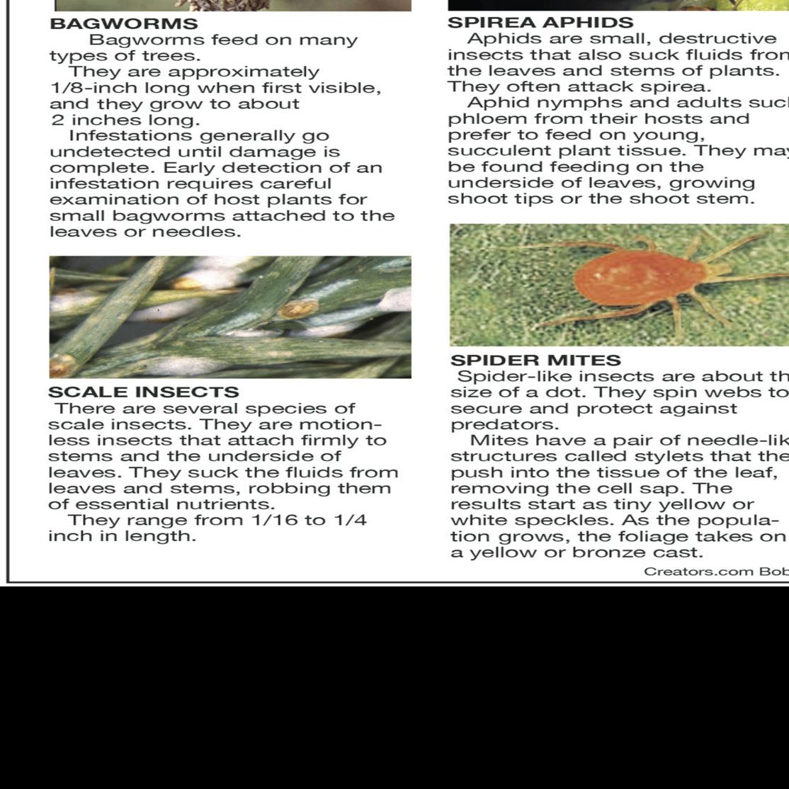 Pests That Cause Disease In Juniper Trees Siouxland Homes Siouxcityjournal Com