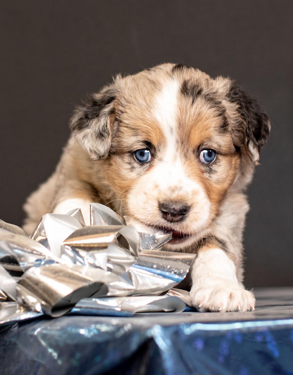 Watch Now Charli A Miniature Australian Shepherd Is 2020 S Little Yellow Dog A1 Siouxcityjournal Com