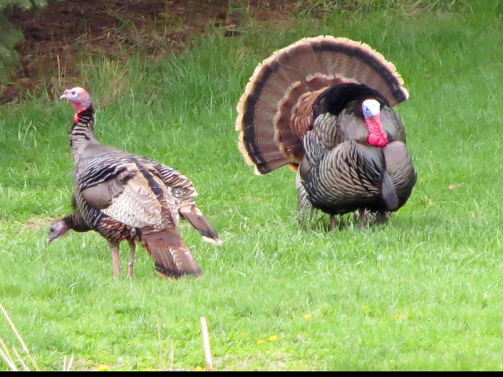 Myhre Turkey Hunting S Most Often Asked Questions Outdoors