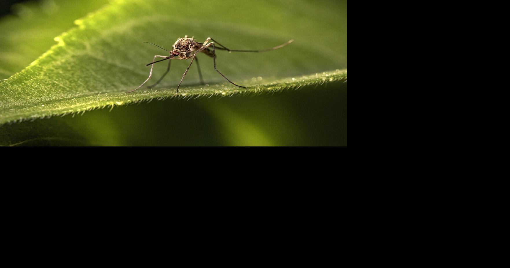 1st West Nile virus death reported in Nebraska this year